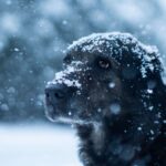 protéger chien dur froid