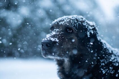 protéger chien dur froid