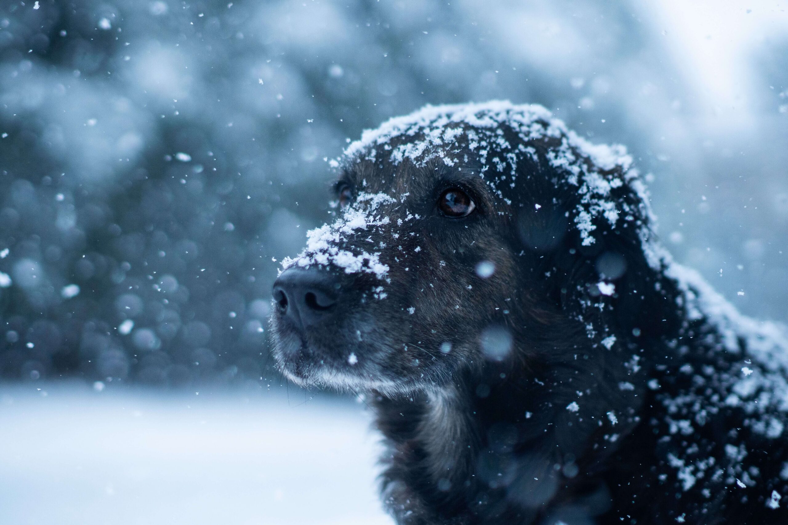 protéger chien dur froid