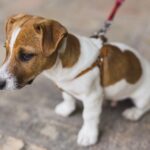 harnais en Y pour chien